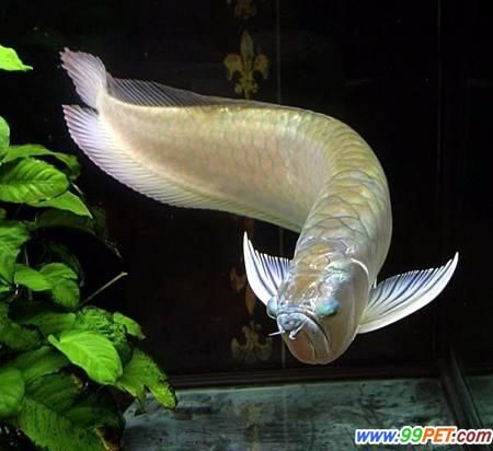 龍魚到處游：如何改善龍魚水質 龍魚百科 第2張