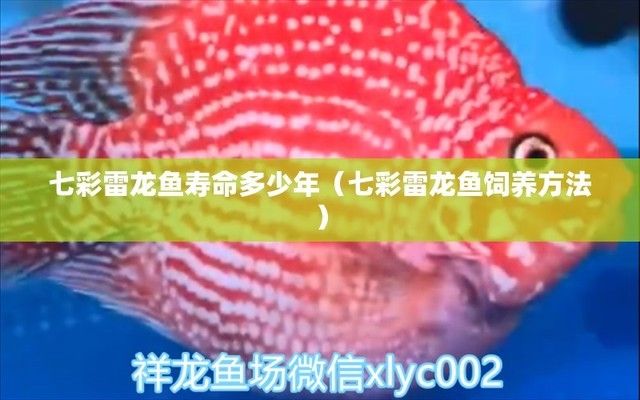 彩虹雷龍魚能活幾年?。喝绾翁岣卟屎缋堲~的壽命 龍魚百科 第5張