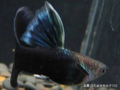 龍魚(yú)可以不用加溫養(yǎng)嗎：關(guān)于龍魚(yú)加熱的問(wèn)題 水族問(wèn)答