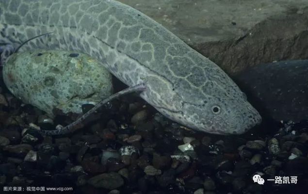 龍魚(yú)可以吃海蝦嗎：龍魚(yú)可以吃海蝦嗎？ 水族問(wèn)答