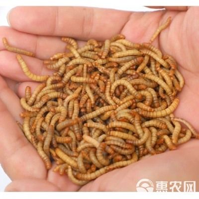 龍魚可以一直吃面包蟲嗎：長期單一喂食可能導(dǎo)致龍魚營養(yǎng)不均衡，但長期單一喂食可能導(dǎo)致營養(yǎng)不均衡 龍魚百科 第1張