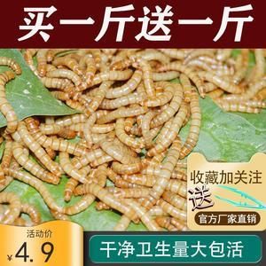 龍魚可以一直吃面包蟲嗎：長期單一喂食可能導(dǎo)致龍魚營養(yǎng)不均衡，但長期單一喂食可能導(dǎo)致營養(yǎng)不均衡 龍魚百科 第2張