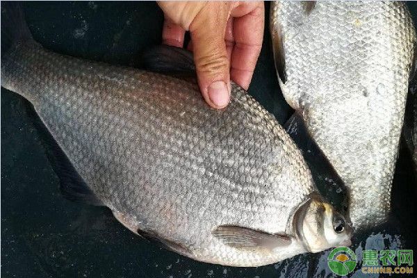 龍魚可以吃雞胸肉嗎：龍魚可以吃雞胸肉嗎？ 水族問答