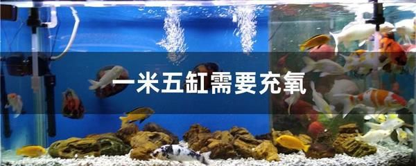 龍魚在氧氣泵旁游動(dòng)：如何判斷龍魚在氧氣泵旁游動(dòng)是否正常 龍魚百科 第1張