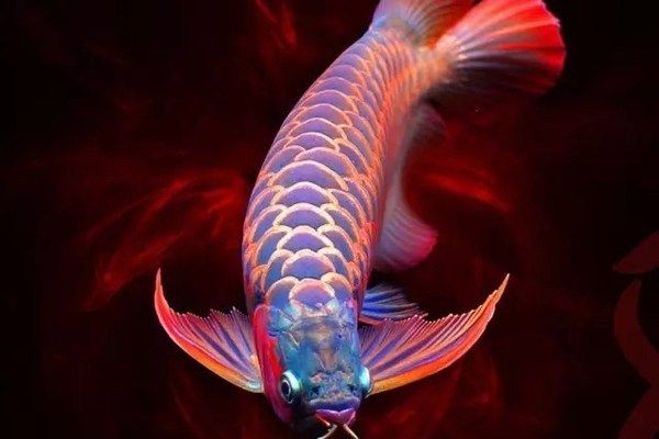 龍魚(yú)能吃蜈蚣嗎？：龍魚(yú)可以吃蜈蚣嗎 龍魚(yú)百科 第2張