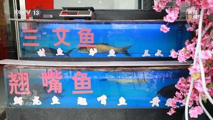 龍魚(yú)翹嘴什么情況下會(huì)死掉：導(dǎo)致龍魚(yú)翹嘴的原因有哪些 龍魚(yú)百科 第5張