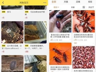 龍魚得病死了有什么預(yù)兆嗎視頻播放：龍魚得病死亡前可能會出現(xiàn)一系列預(yù)兆龍魚死亡的預(yù)兆 龍魚百科 第1張