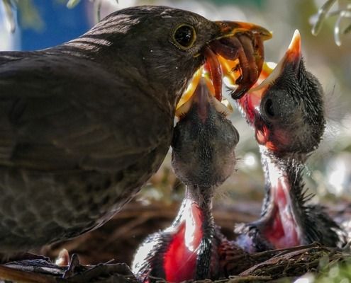 銀龍魚(yú)苗最佳飼養(yǎng)溫度：銀龍魚(yú)的最佳飼養(yǎng)溫度是多少 龍魚(yú)百科 第5張