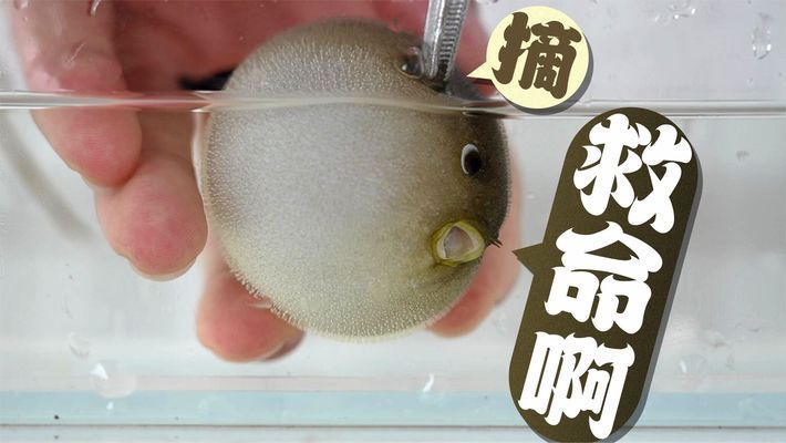 龍魚可以和招財貓一起養(yǎng)嗎：龍魚和招財貓可以一起養(yǎng)嗎？ 水族問答 第2張