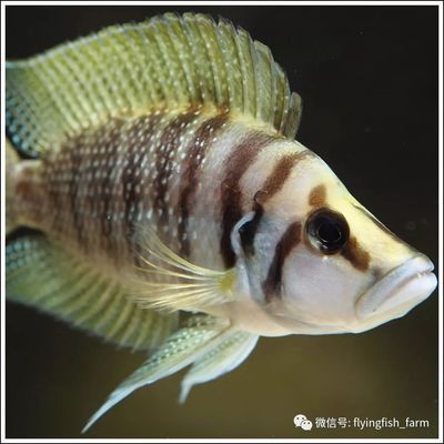 龍魚(yú)可以幾天不喂食就死了：關(guān)于龍魚(yú)不進(jìn)食的問(wèn)題 水族問(wèn)答 第1張