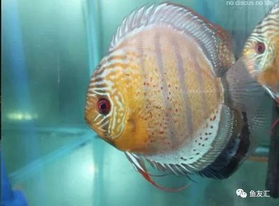 野彩魚適宜水溫范圍：野彩魚最佳飼養(yǎng)水溫范圍 龍魚百科 第2張