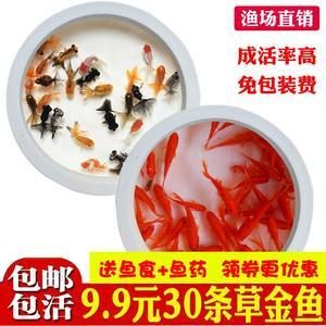 龍魚吃金魚飼料嗎會死嗎：龍魚吃金魚飼料會死亡嗎 龍魚百科 第2張