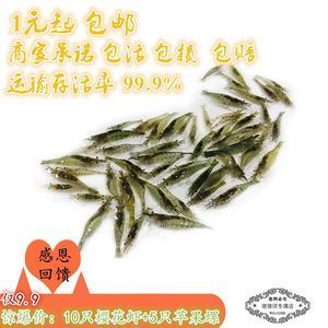 龍魚吃金魚飼料嗎會死嗎：龍魚吃金魚飼料會死亡嗎 龍魚百科 第3張