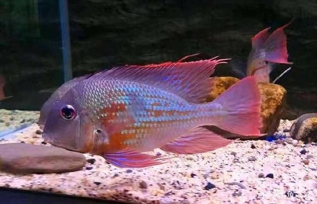 龍魚可以買賣嗎：買賣龍魚需要注意哪些問題？ 水族問答 第2張