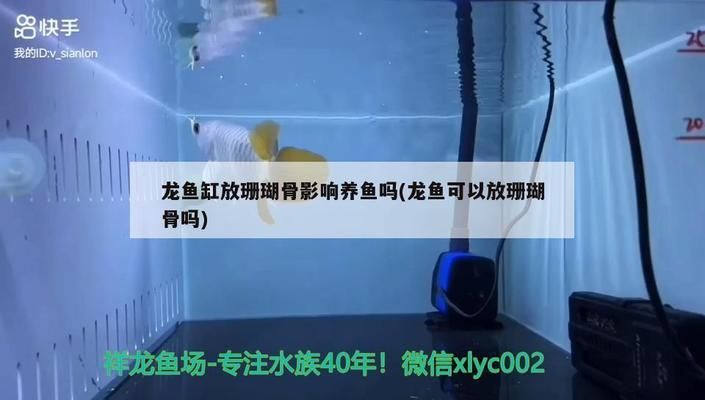 龍魚濾材可以有珊瑚嗎：珊瑚骨可以作為魚缸過(guò)濾材料或裝飾材料或裝飾材料或裝飾材料 龍魚百科 第3張