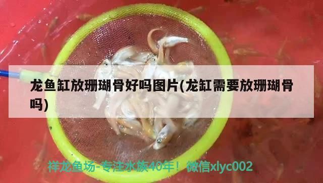 龍魚濾材可以有珊瑚嗎：珊瑚骨可以作為魚缸過(guò)濾材料或裝飾材料或裝飾材料或裝飾材料 龍魚百科 第4張