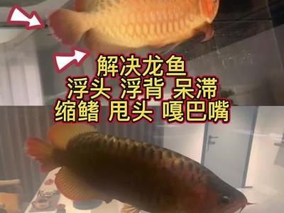 龍魚可以養(yǎng)到多大年齡：龍魚可以活多久？ 水族問(wèn)答 第5張