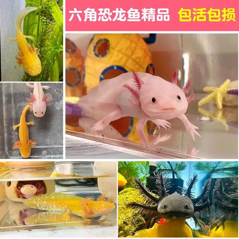 六角恐龍魚吃小魚嗎：六角恐龍魚如何捕食小魚六角恐龍魚的繁殖習(xí)性介紹 龍魚百科 第5張