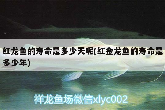 紅龍魚壽命有多長：關(guān)于紅龍魚壽命的一些詳細(xì)信息 龍魚百科 第4張