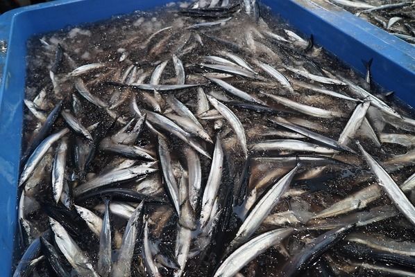 虎斑恐龍魚吃什么：如何自制虎斑恐龍魚飼料，虎斑恐龍魚食物選擇技巧 龍魚百科 第4張