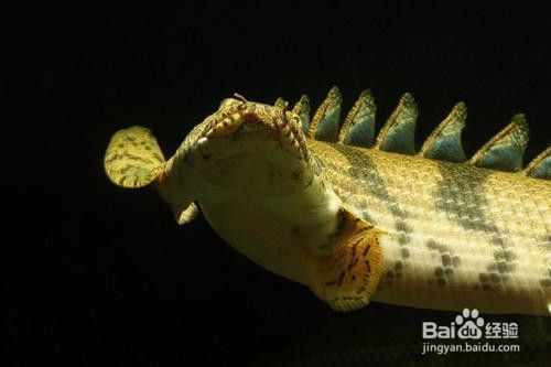 虎紋恐龍魚(yú)吃飼料嗎怎么喂食：虎紋恐龍魚(yú)冬季喂養(yǎng)技巧