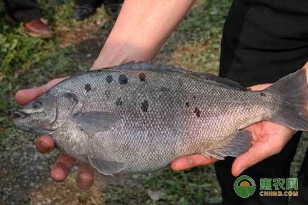 龍魚(yú)可以長(zhǎng)期喂海蝦嗎：長(zhǎng)期喂食龍魚(yú)海蝦是可行的，但需確保食材新鮮 水族問(wèn)答 第2張