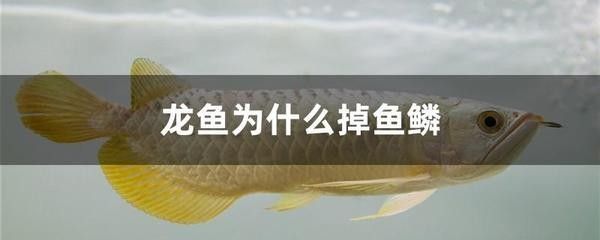 龍魚突然暴斃掉了好多魚鱗怎么回事：龍魚暴斃掉了好多魚鱗 龍魚百科 第2張