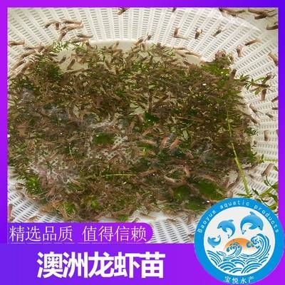 龍魚快死的癥狀表現(xiàn)：龍魚出現(xiàn)快死癥狀的原因及應(yīng)對(duì)措施 水族問(wèn)答 第1張