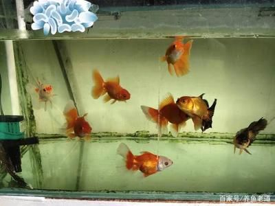 龍魚飼料自制方法：自制龍魚飼料的方法 龍魚百科 第5張