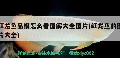 紅龍魚品相怎么看圖解：紅龍魚品相的評(píng)判主要從體型、顏色、鱗片、游動(dòng)和整體協(xié)調(diào)等方面來(lái)觀察 龍魚百科 第1張