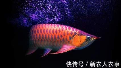 龍魚在原產(chǎn)地是食用魚嗎：龍魚在原產(chǎn)地是否為食用魚取決于具體的種類和地區(qū)的飲食習(xí)慣 龍魚百科 第5張