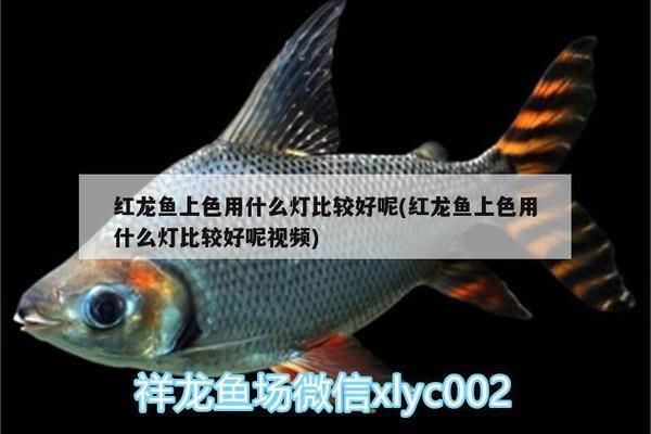 龍魚上色最快的燈泡是什么：為了使龍魚快速上色，選擇合適的燈泡非常重要 龍魚百科 第2張