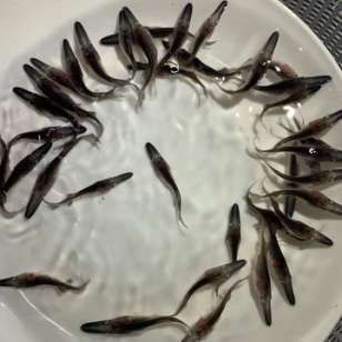 龍魚魚苗怎么養(yǎng)活：如何養(yǎng)殖龍魚魚苗 龍魚百科 第2張