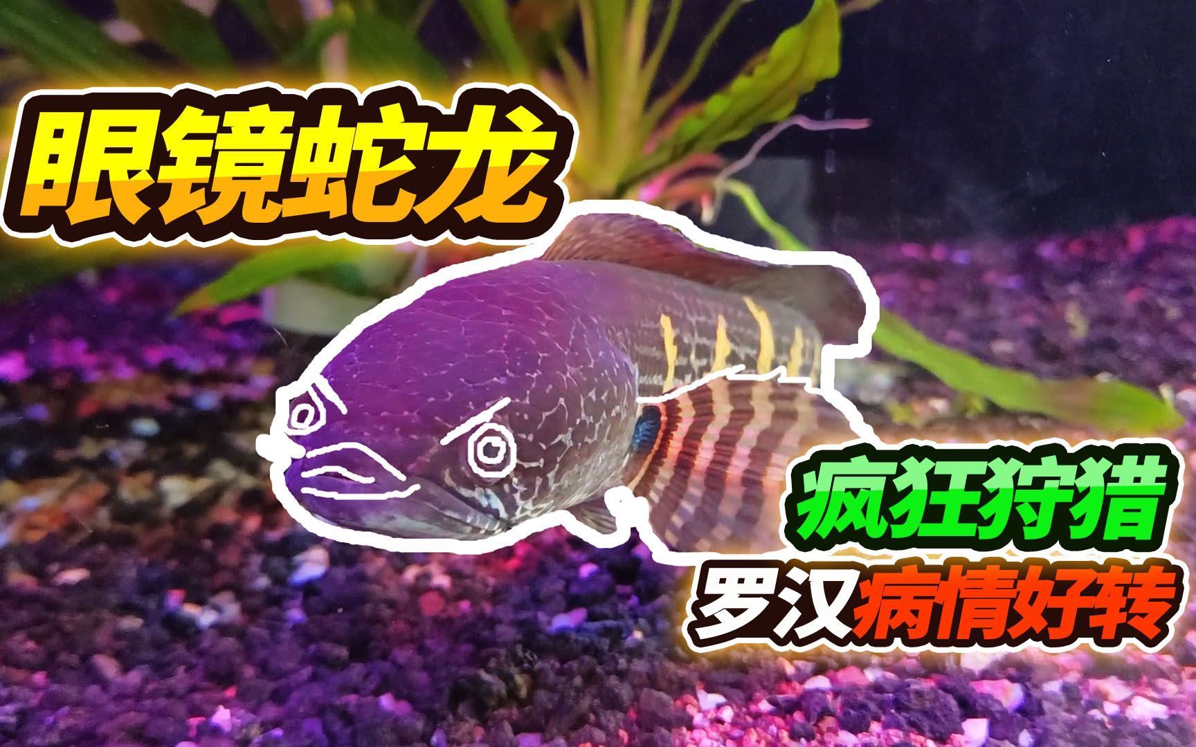 雷龍魚大戰(zhàn)食人魚：雷龍魚與食人魚的對決是一個引人注目的主題 龍魚百科 第4張