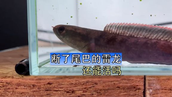 雷龍魚大戰(zhàn)食人魚：雷龍魚與食人魚的對決是一個引人注目的主題 龍魚百科 第3張