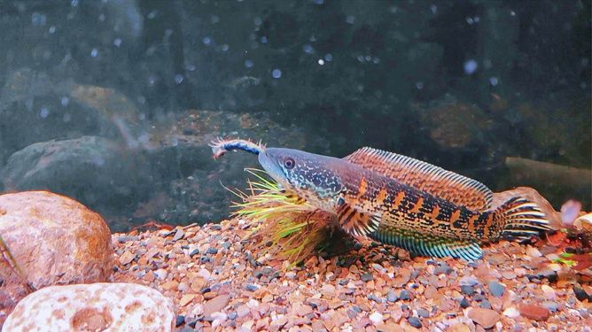 雷龍魚大戰(zhàn)食人魚：雷龍魚與食人魚的對決是一個引人注目的主題 龍魚百科 第1張