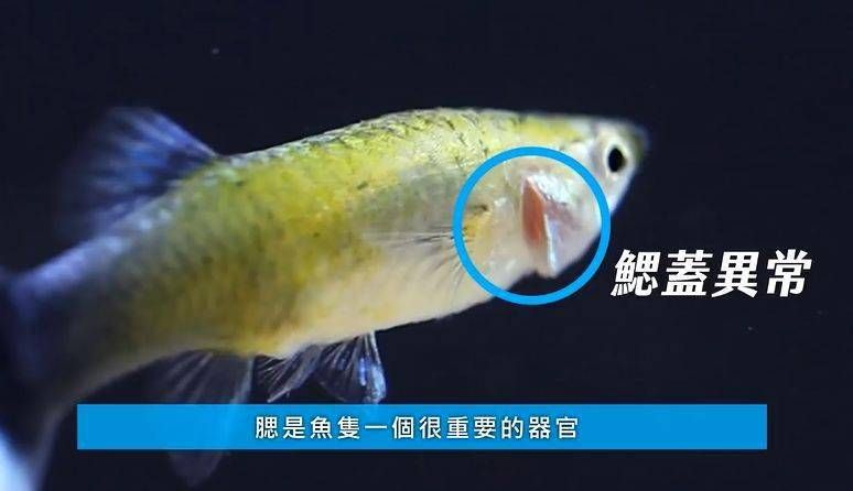 黑桃A魚爛鰓病預(yù)防措施：黑桃a魚缸內(nèi)環(huán)境布置技巧黑桃a魚缸內(nèi)環(huán)境布置技巧 龍魚百科 第4張