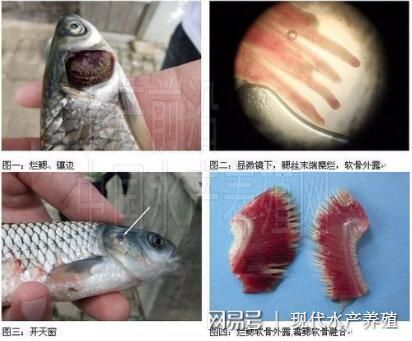 黑桃A魚爛鰓病預(yù)防措施：黑桃a魚缸內(nèi)環(huán)境布置技巧黑桃a魚缸內(nèi)環(huán)境布置技巧 龍魚百科 第3張