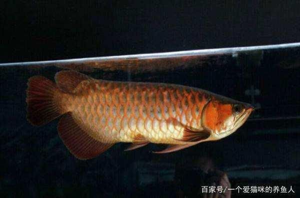 龍魚(yú)用led燈跟nec燈哪個(gè)好：金龍系和紅龍系龍魚(yú)增色燈選擇指南 龍魚(yú)百科 第4張