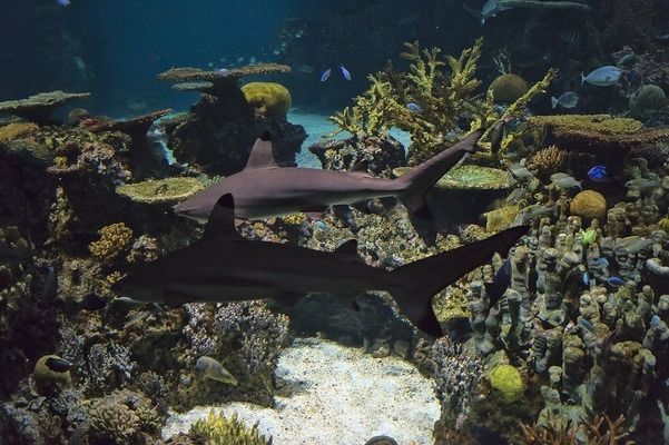 六角恐龍魚不吃東西怎么辦？：六角恐龍魚不吃東西可能由多種因素引起六角恐龍魚的水質(zhì)問題 龍魚百科 第1張