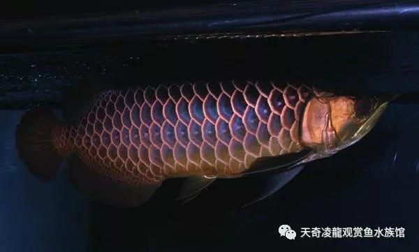 金龍魚怎么分別好壞?。航瘕堲~的鑒別方法 龍魚百科 第5張