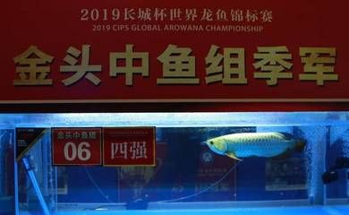 龍魚價格表今天：今天龍魚的價格表 龍魚百科 第4張