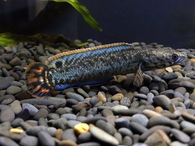 白色雷龍魚多少錢一條：白色雷龍魚的價格并沒有直接的信息來源，如何辨別雷龍魚價格 龍魚百科 第5張