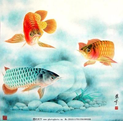 金龍魚繪畫：《金龍魚與健康》金龍魚的基本畫法及注意事項(xiàng) 龍魚百科 第4張