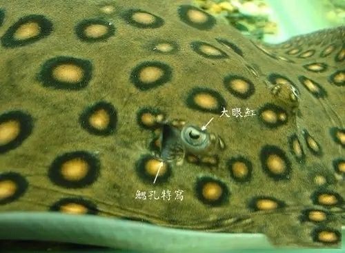 龍魚老趴缸但是吃東西正常：如何判斷老趴缸的龍魚是否健康？ 水族問答 第1張