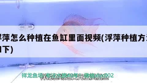 龍魚老是不吃東西怎么回事：為什么龍魚總是不吃東西？ 水族問(wèn)答 第2張