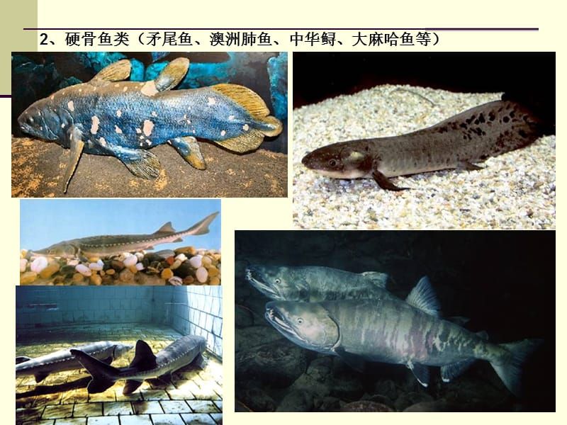 肺魚保護(hù)法在澳大利亞的具體內(nèi)容：澳洲肺魚保護(hù)法 龍魚百科 第1張