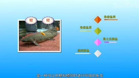 肺魚保護(hù)法在澳大利亞的具體內(nèi)容：澳洲肺魚保護(hù)法 龍魚百科 第2張