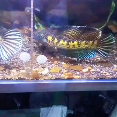 雷龍魚吃金魚飼料嗎？：雷龍魚可以吃金魚飼料嗎雷龍魚可以吃金魚飼料嗎 龍魚百科 第2張