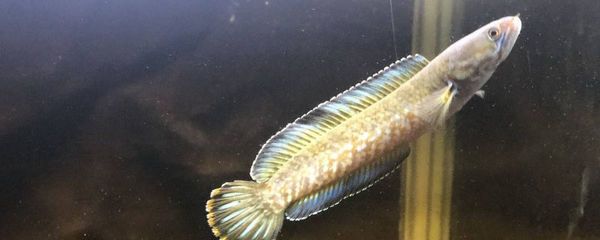 雷龍魚吃金魚飼料嗎？：雷龍魚可以吃金魚飼料嗎雷龍魚可以吃金魚飼料嗎 龍魚百科 第5張